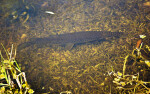 Florida Gar Swimming Along the Bottom of a Lake