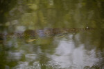 Florida Gar Swimming Beneath the Water's Surface