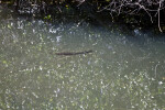 Florida Gar Swimming Underwater at Shark Valley of Everglades National Park