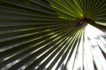 Florida Thatch Palm Frond Close-Up