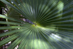 Florida Thatch Palm Frond