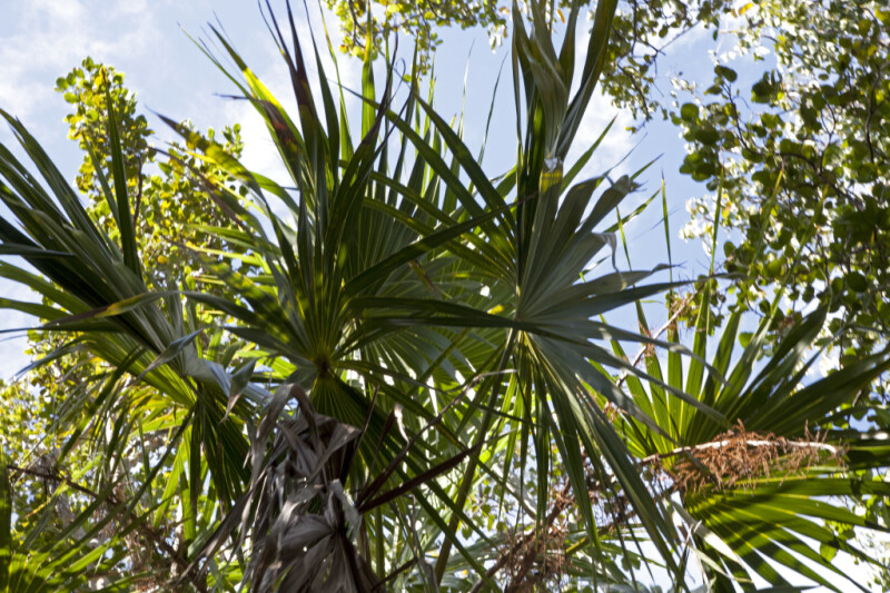 Florida Thatch Palm Tree