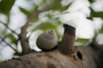 Florida Tree Snail