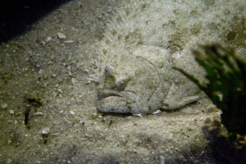 Flounder Blending in with Sand