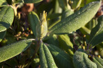 Flower Bud and Lightly Frosted Green Leaves