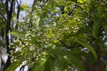 Flower Buds of a Beauverd Photinia
