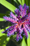 Flower Buds of a Dichorisandra penduliflora