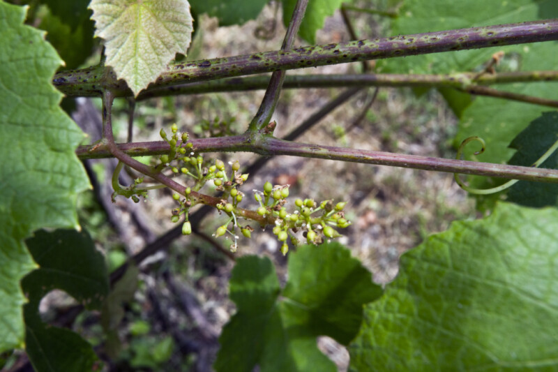 Flower Buds of a Grape Vine