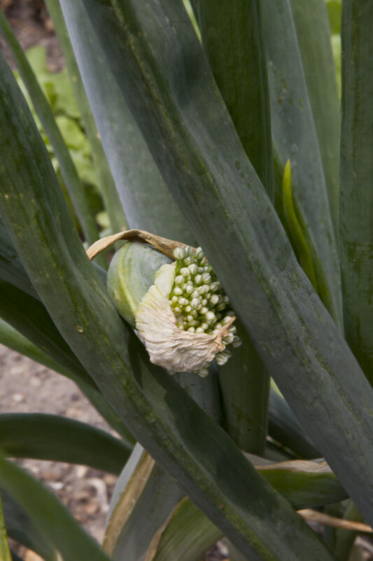 Flower Buds of an Onion Amongst its Leaves