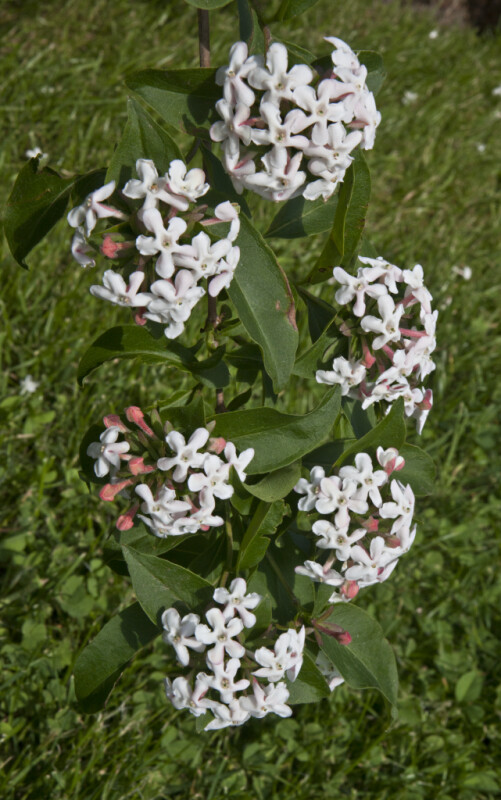 Flower Clusters and Leaves of a Fragrant Abelia