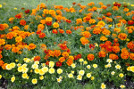 Marigolds