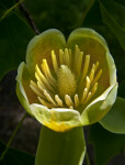 Flower from a Tulip Tree