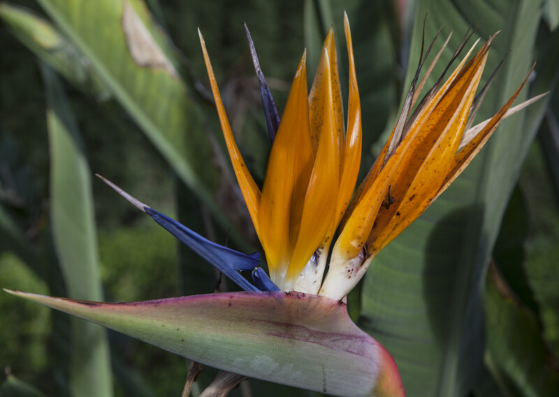Flower of a Bird of Paradise Plant