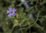 Flower of an Oblongleaf Twinflower Plant