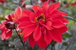 Flower of Dahlia