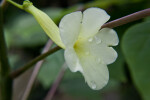 Flower of Uncarina leptocarpa