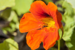 Flower with Deep Orange and Yellow Colors