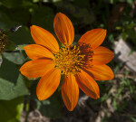 Flower with Orange Petals at The Fruit and Spice Park