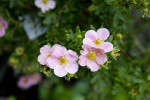 Flower with Pink Petals and Yellow Anthers