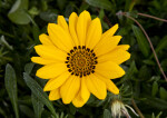 Flower with Yellow Petals and a Distinctive Black Center