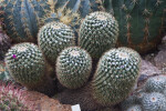 Flowering Cacti