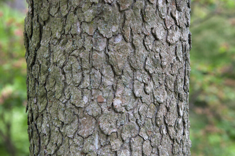 Flowering Dogwood Bark