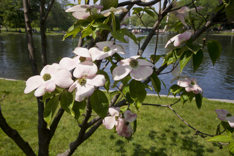 Flowering Dogwood Branches