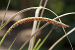 Flowering Florida Gama Grass