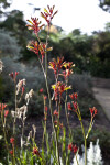 Flowering Herbaceous Plant