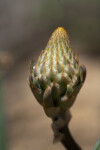 Flowering Part of Aloe