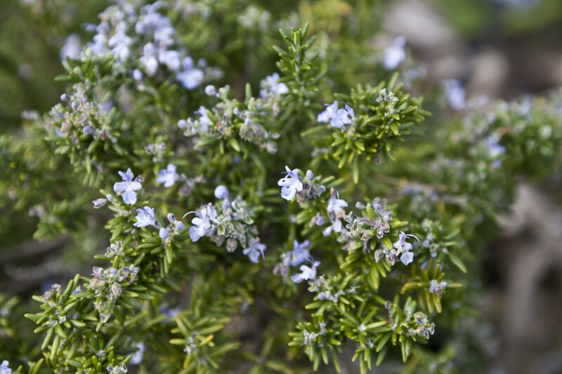 Flowering "Prostratus" Rosemary