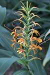 Flowering Stalk of a Butterfly Ginger Plant