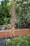 Flowering Stalk of an Aloe Plant