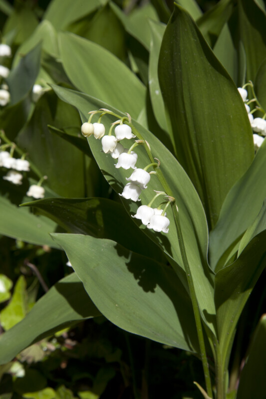 Flowers and Leaves of a Lily of the Valley Plant