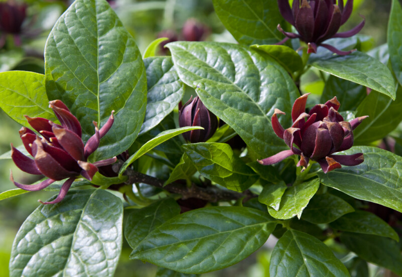 Flowers and Leaves of a Sweetshrub