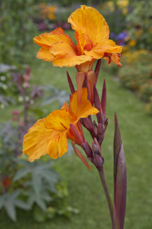 "En Avant" Canna Lily Flowers and Stem