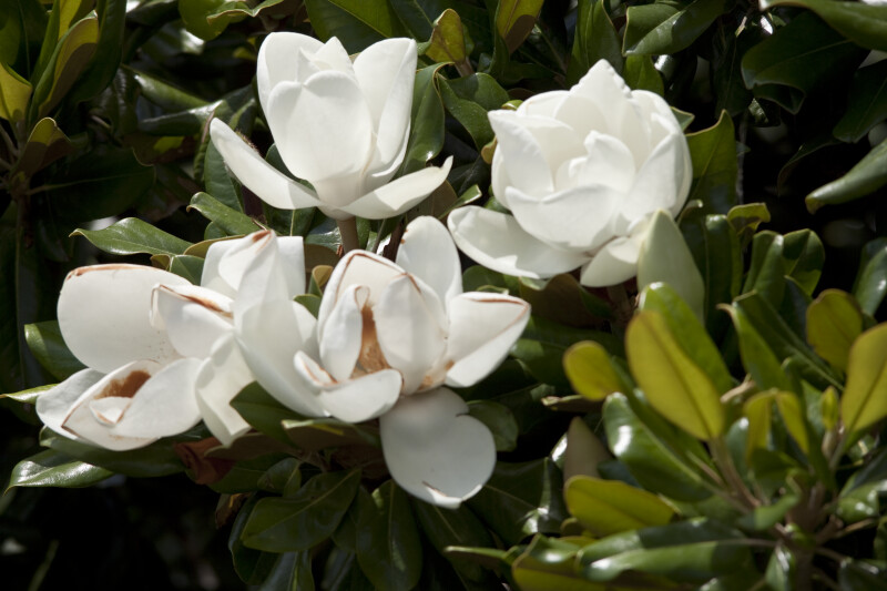 Magnolia Flowers at Arlington