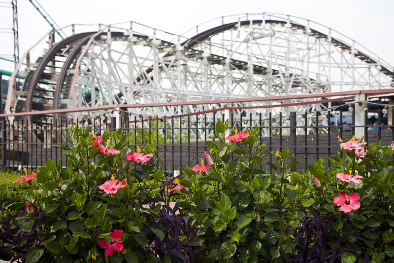 Flowers by Roller Coaster
