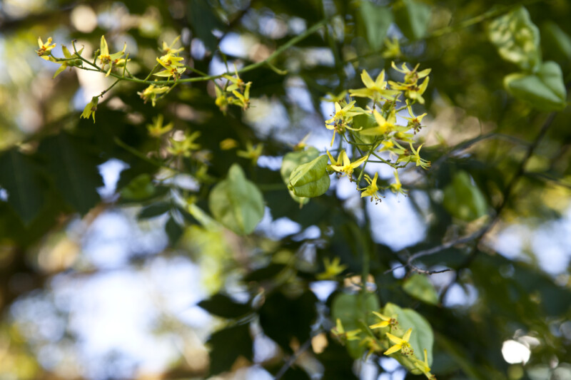 Flowers Extending from the Branches of a Goldenrain Tree