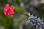 Flowers Extending from the Stem of a Christ Plant