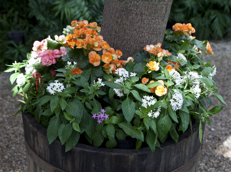 Flowers in Planter