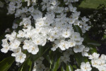 Flowers of a Glossy Hawthorn Tree