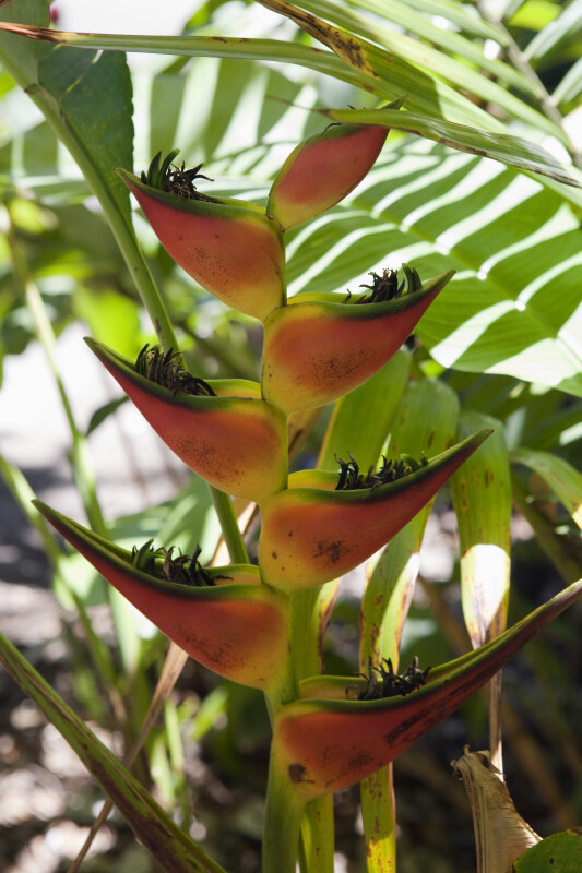Flowers of a Heliconia orthotricha
