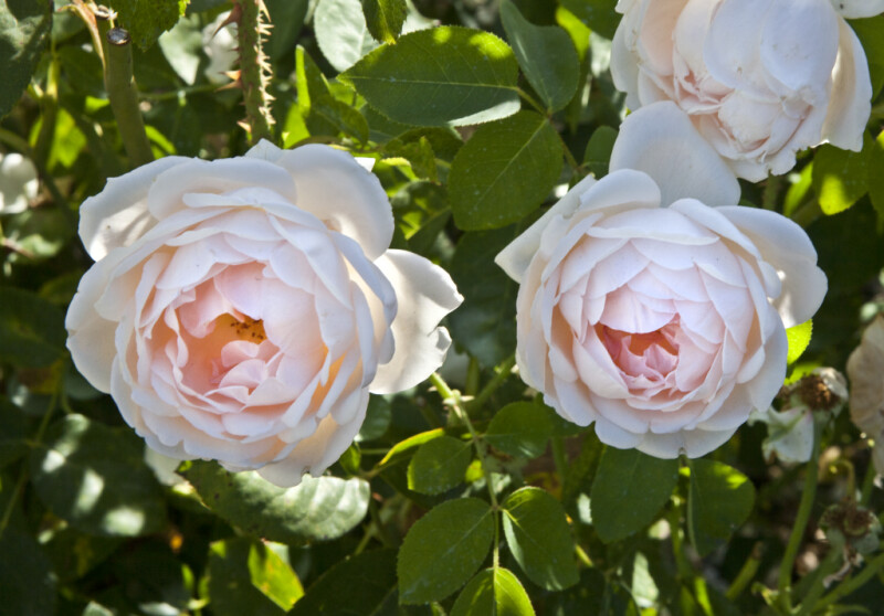 Flowers of a 'Tamora' Rose