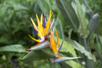 Flowers of Crane Flower Plant