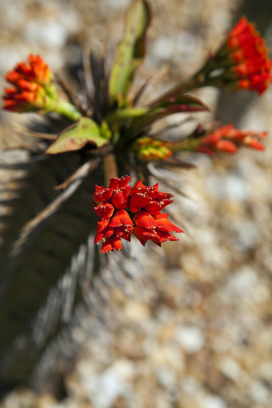 Flowers of Euphorbia viguieri var. viguieri
