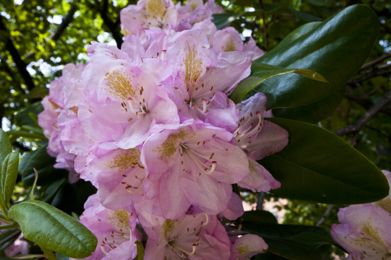 Rhododendron Flowers with Long Styles