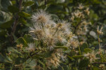 Flowers with Numerous, Long Anthers