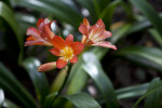 Flowers with Orange and Yellow Colors