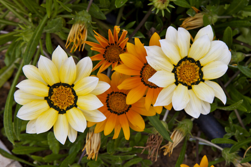 Flowers with Varying Shades of Yellow Coloring in Kusadasi, Turkey
